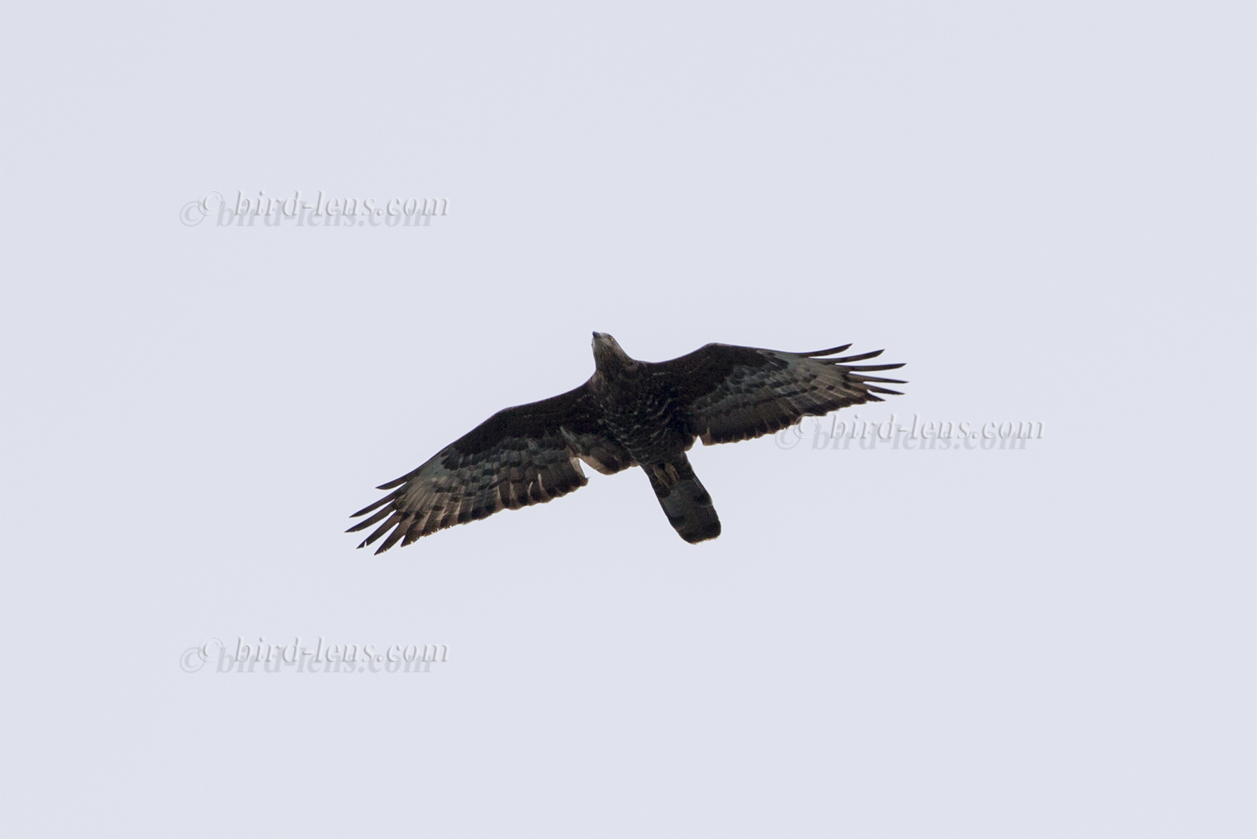 Wespenbussard