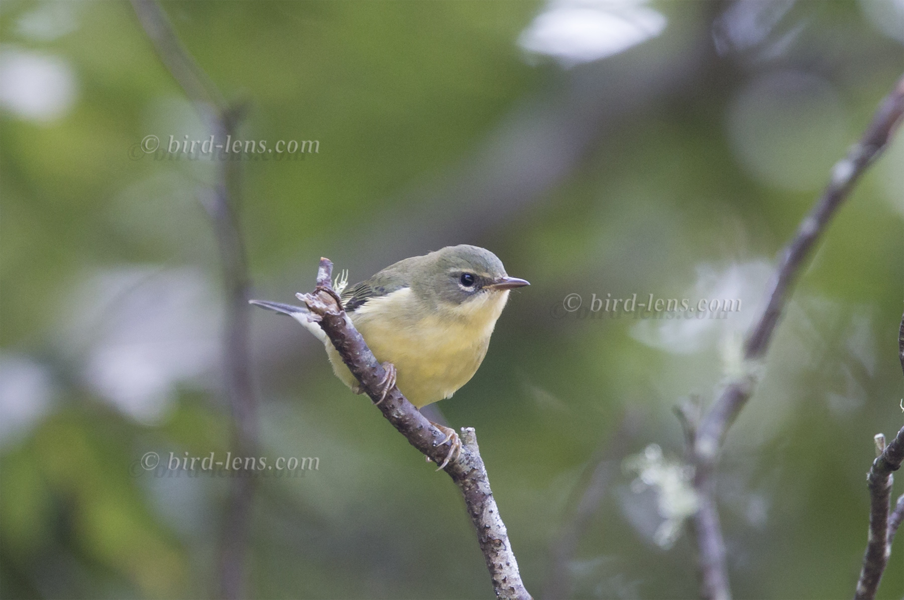 Blaurücken-Waldsänger