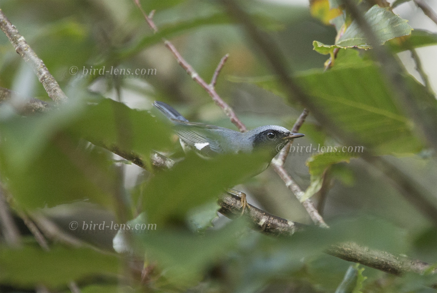 Blaurücken-Waldsänger