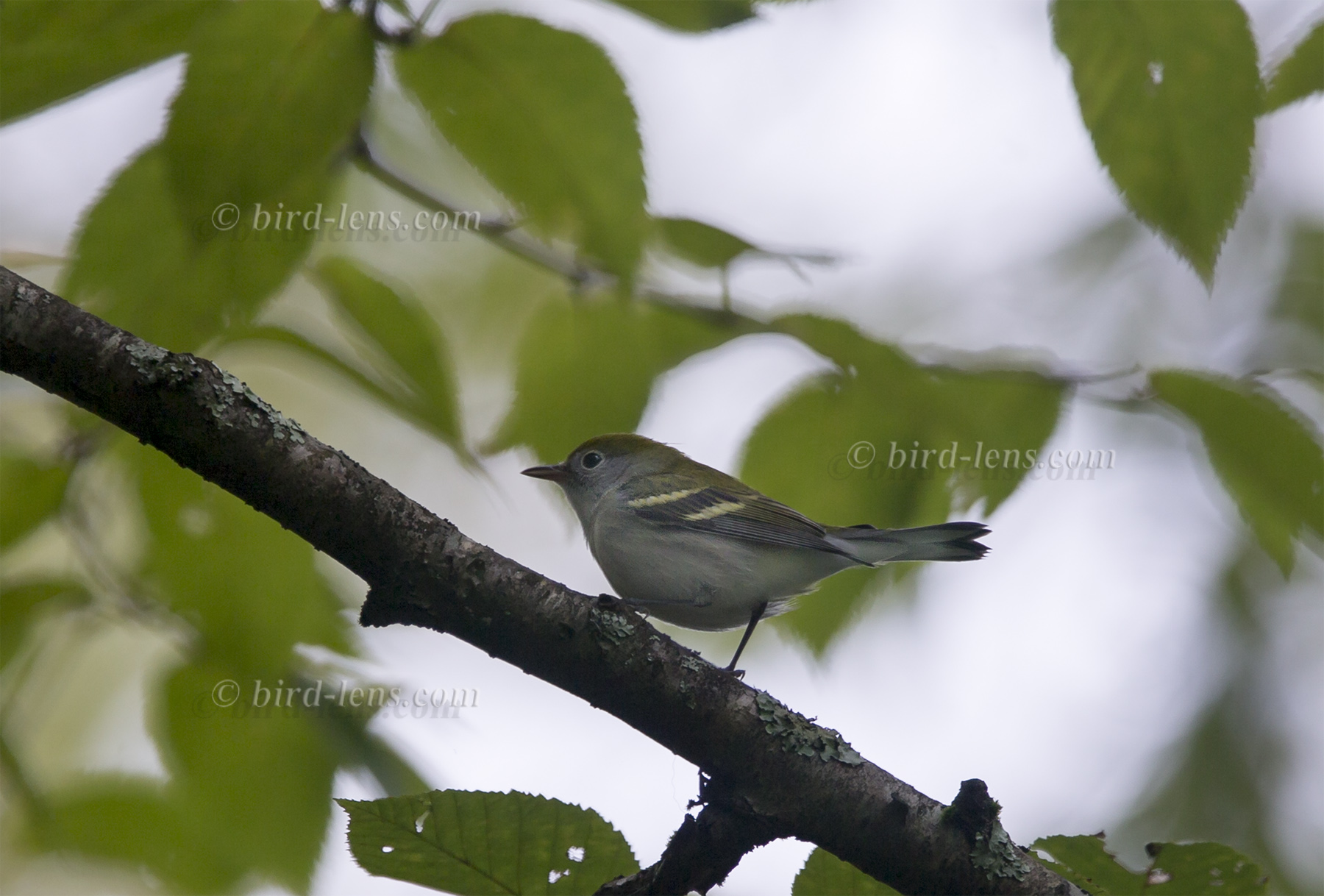 Gelbscheitel-Waldsänger