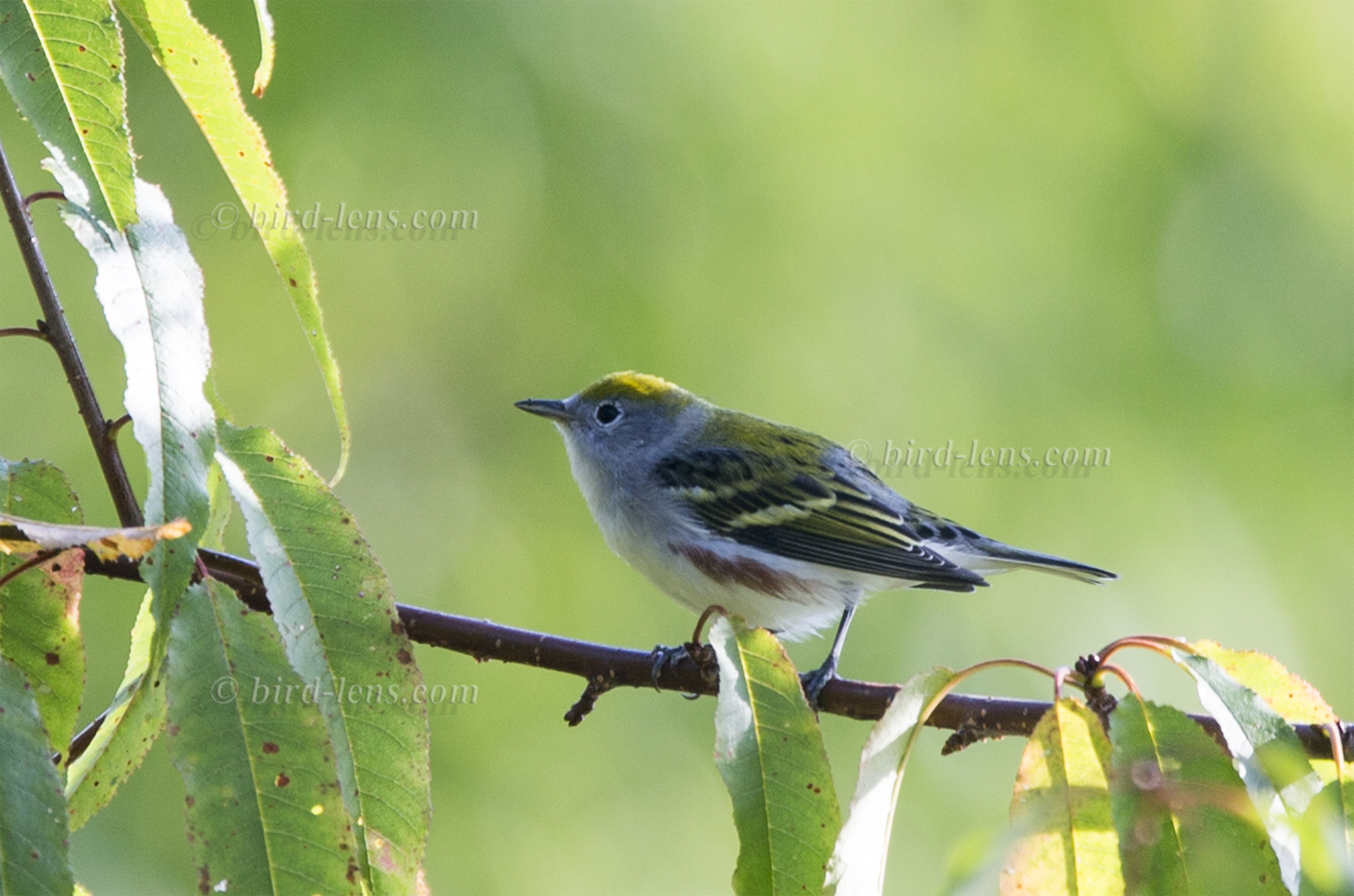 Gelbscheitel-Waldsänger