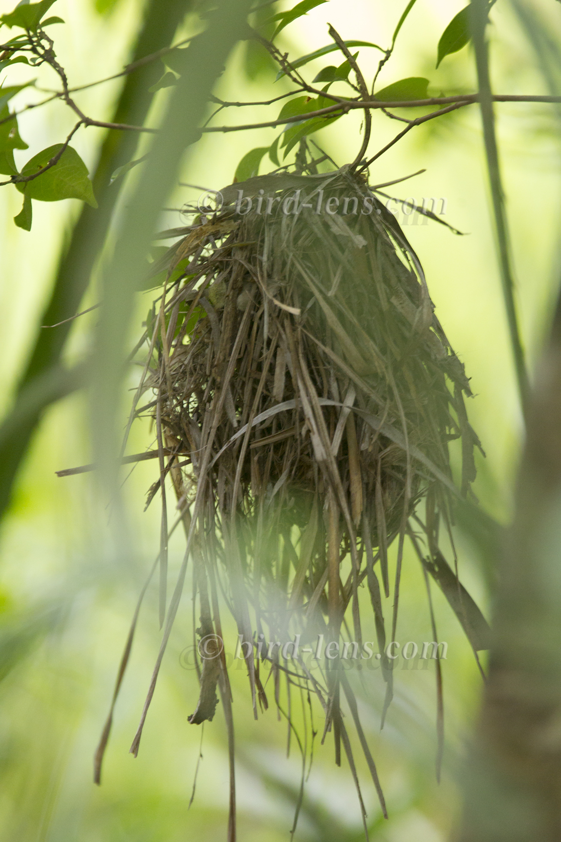Rostzügel-Todityrann