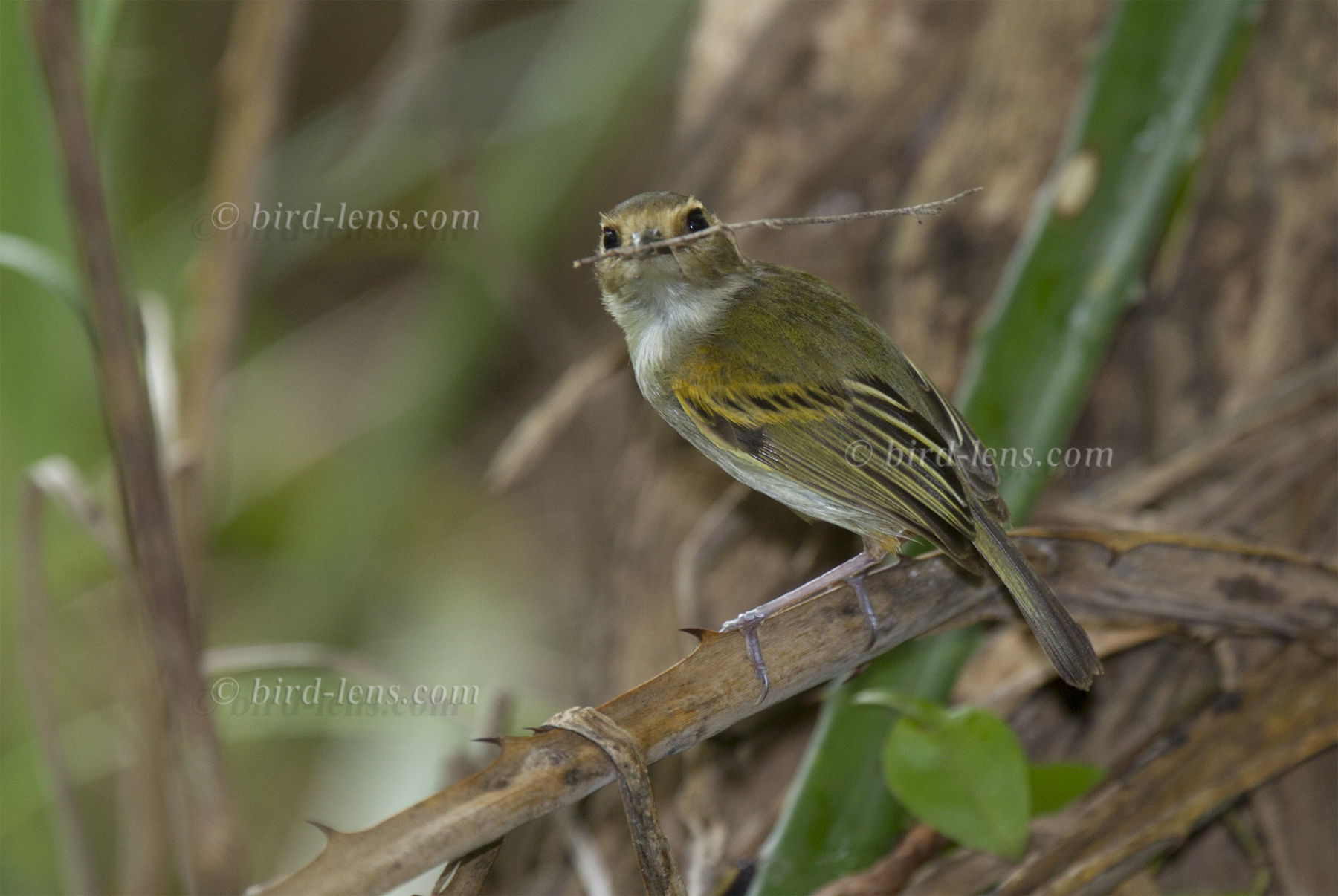 Rostzügel-Todityrann