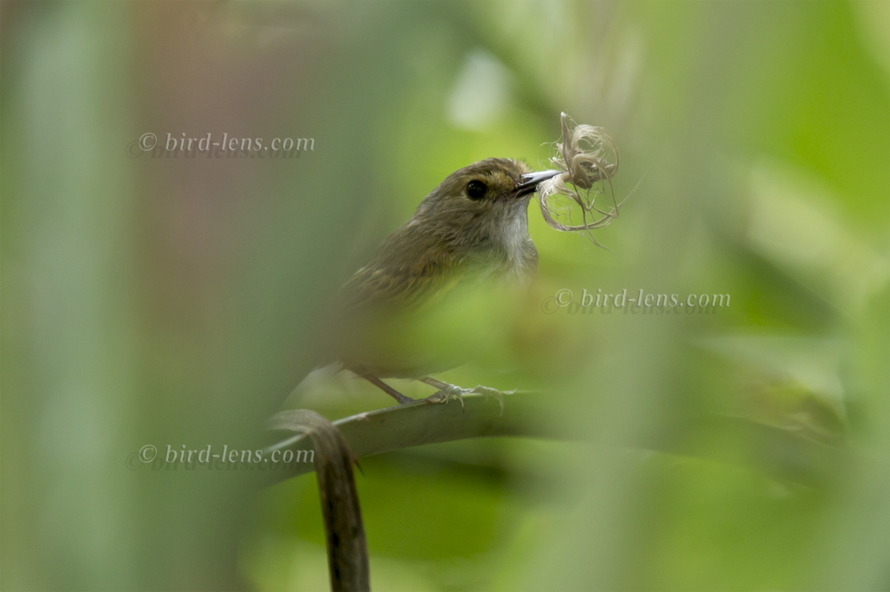 Rostzügel-Todityrann