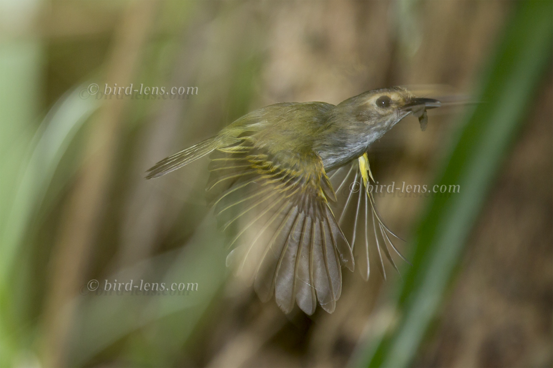 Rostzügel-Todityrann