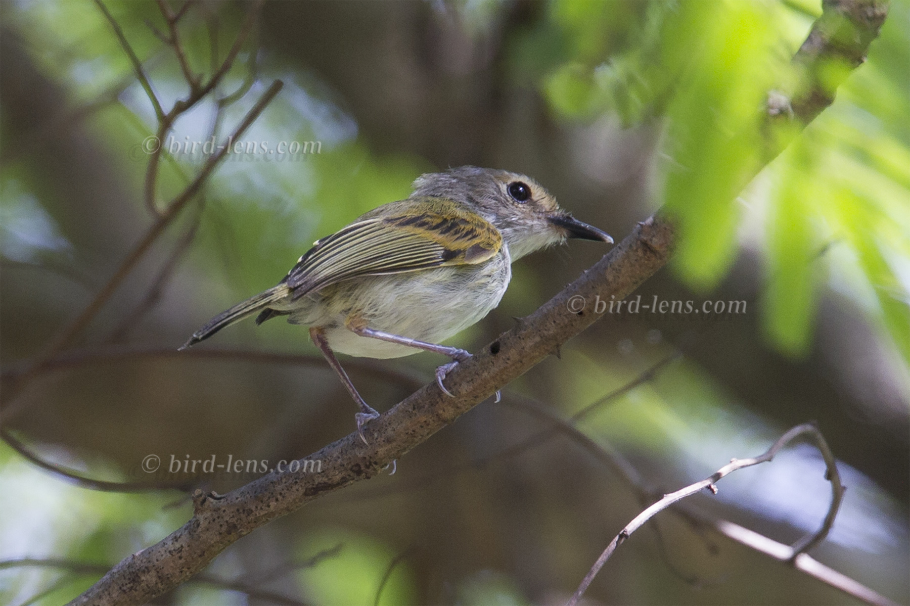 Rostzügelspateltyrann