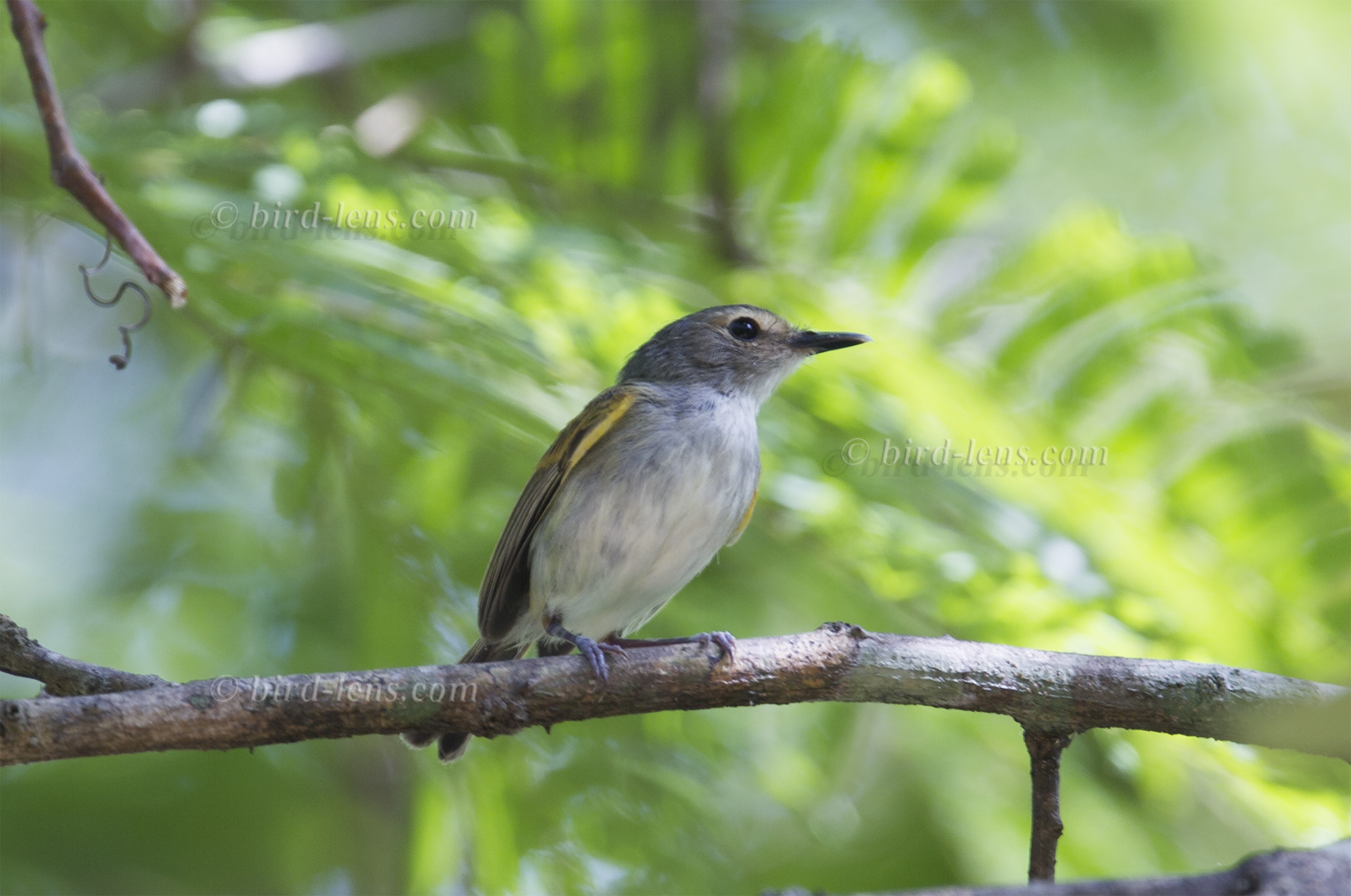 Rostzügelspateltyrann