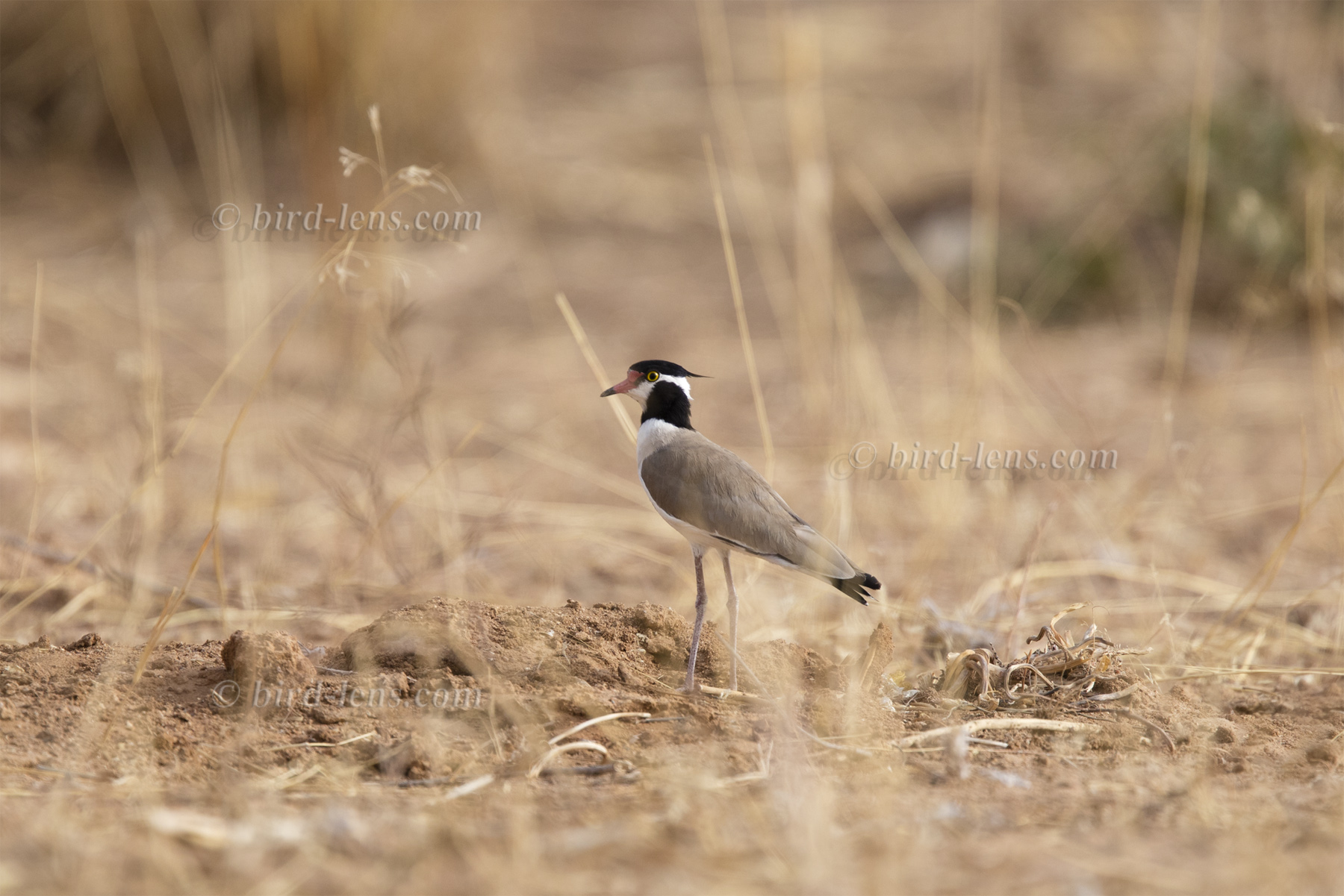 Schwarzschopfkiebitz