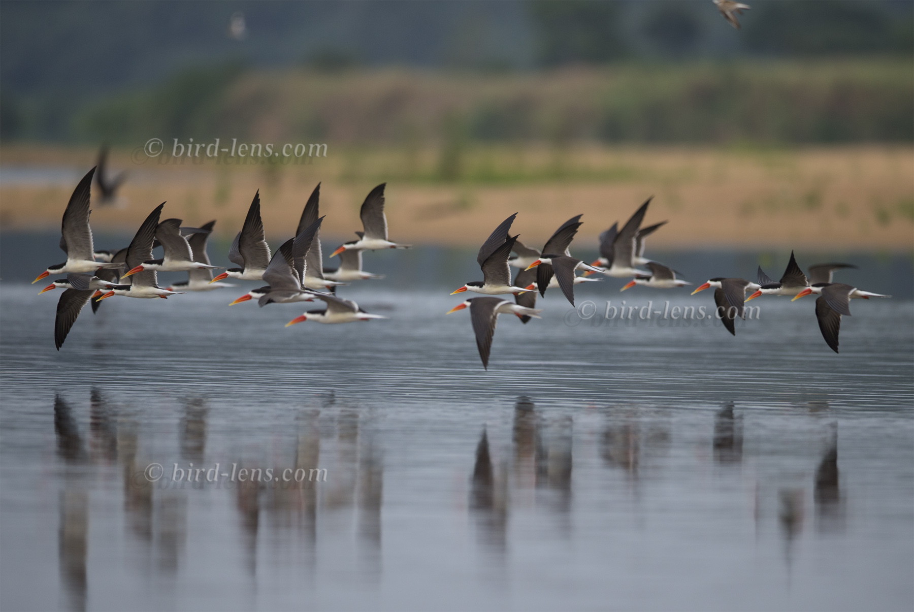 Afrikanischer Scherenschnabel