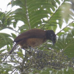 Blaunacken-Paradiesvogel