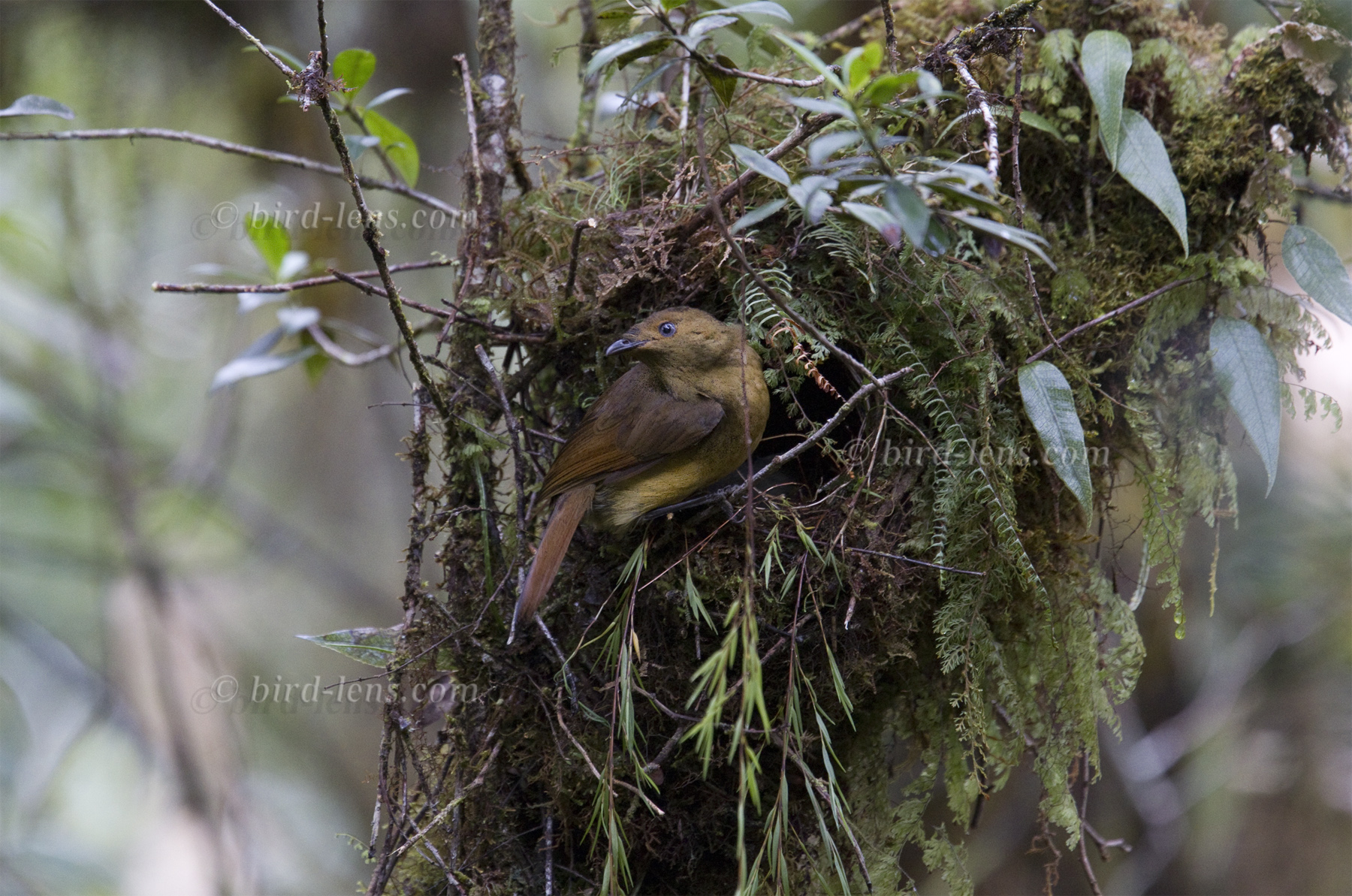 Furchenparadiesvogel