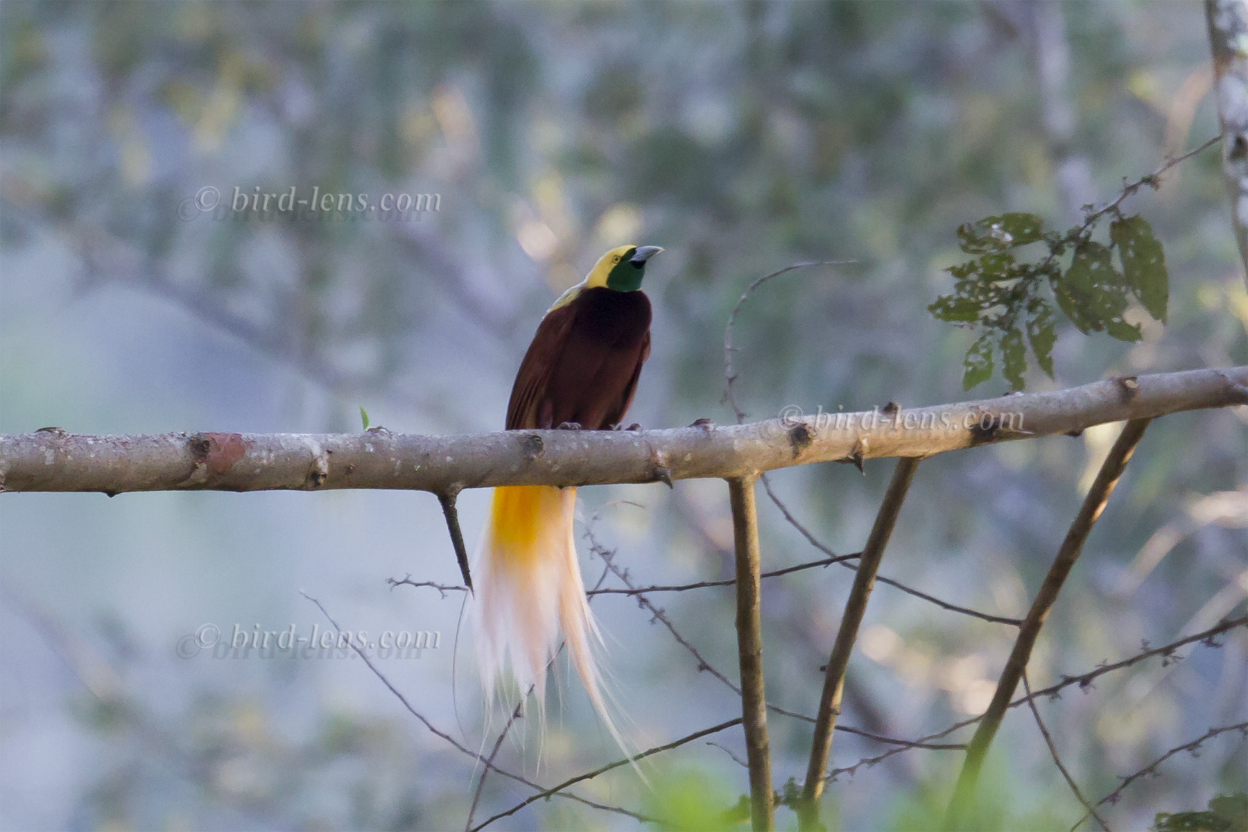 Kleiner Paradiesvogel