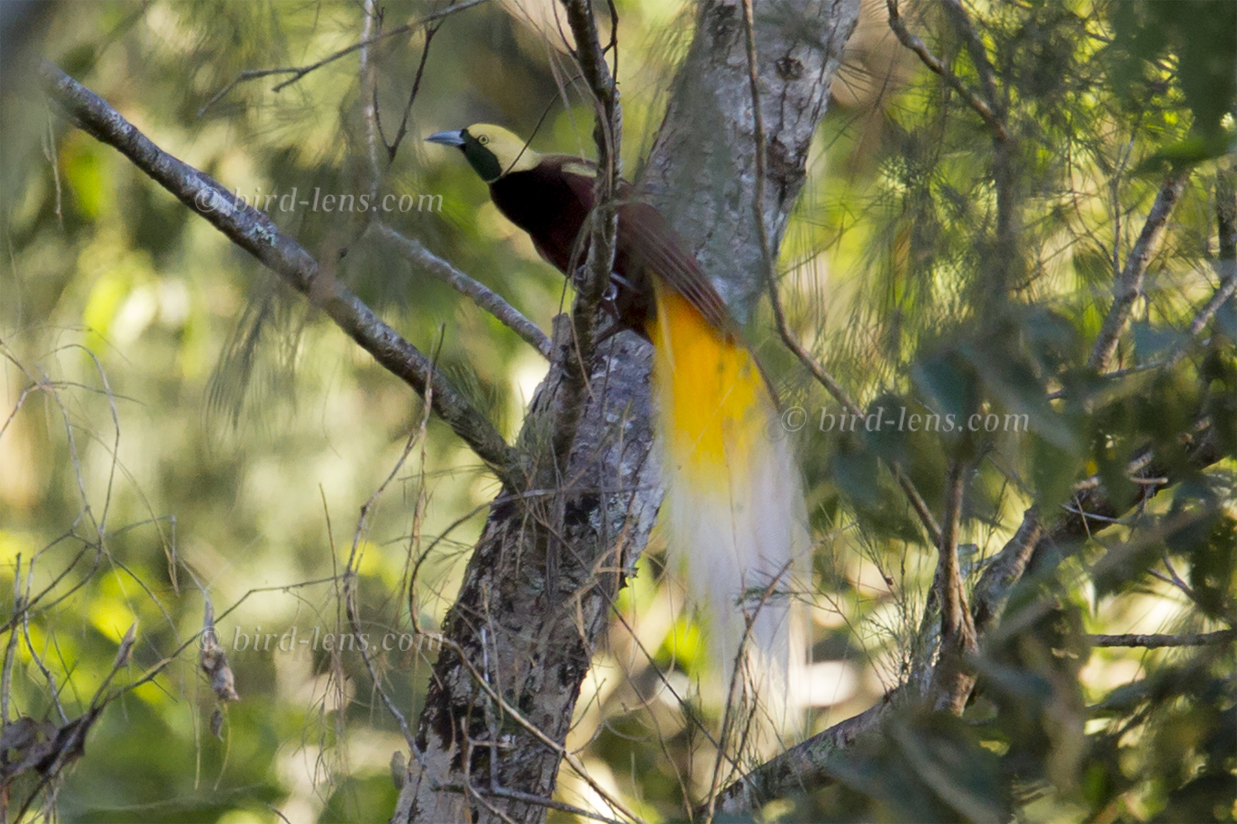 Kleiner Paradiesvogel