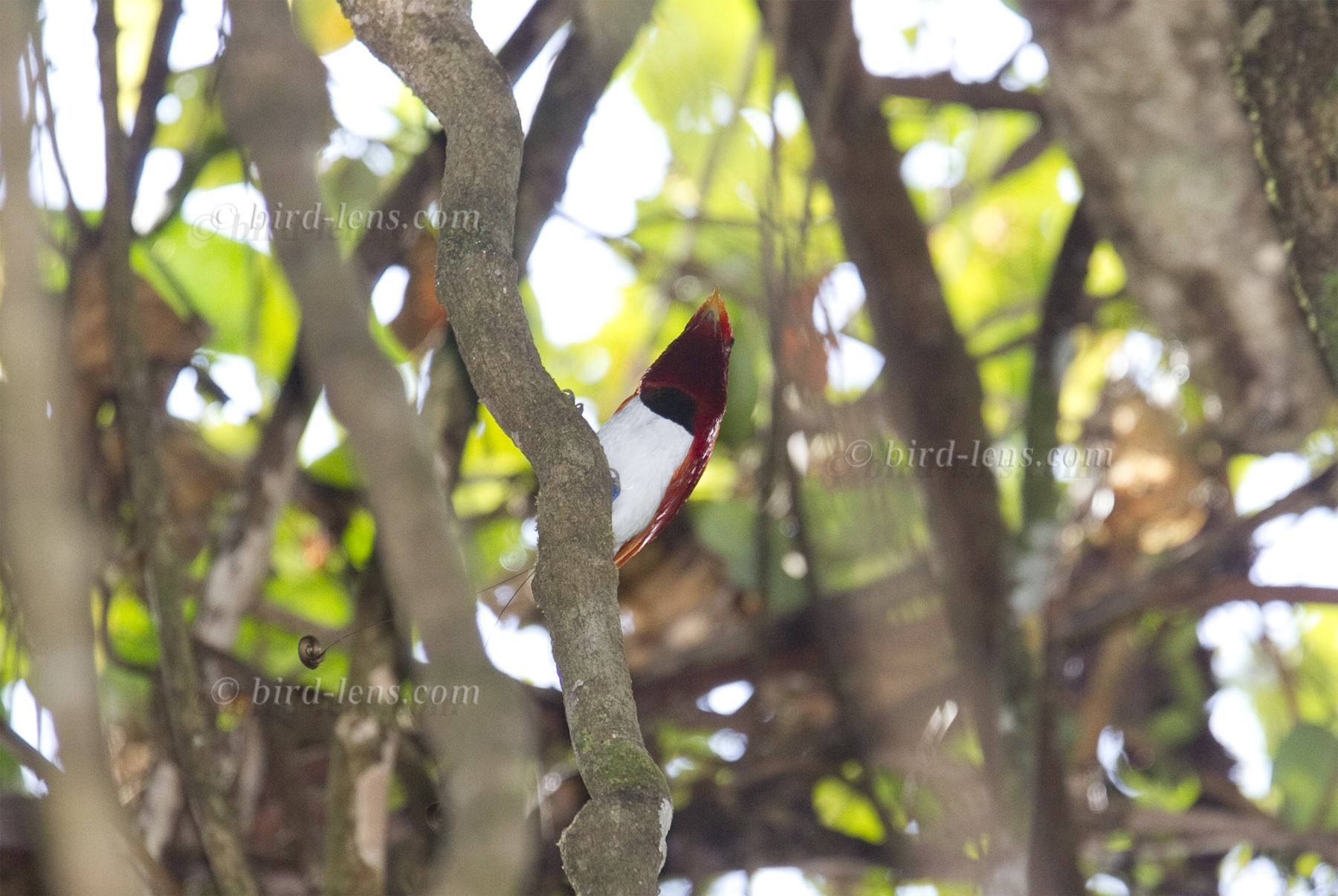 Königsparadiesvogel