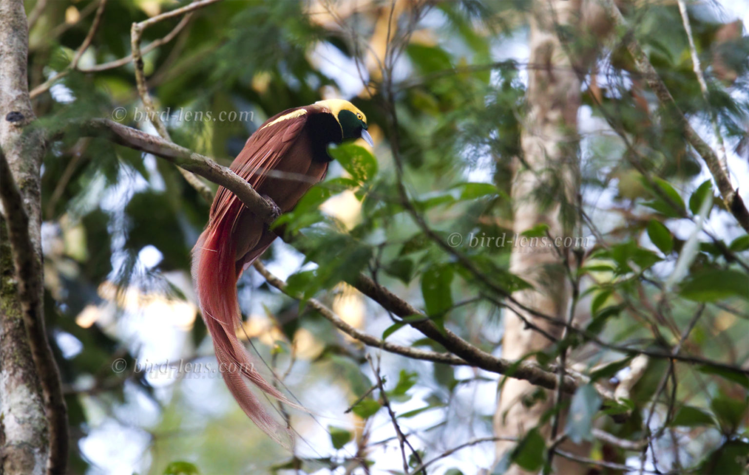 Birds of Paradise [Classic Sixth Edition] main image 1