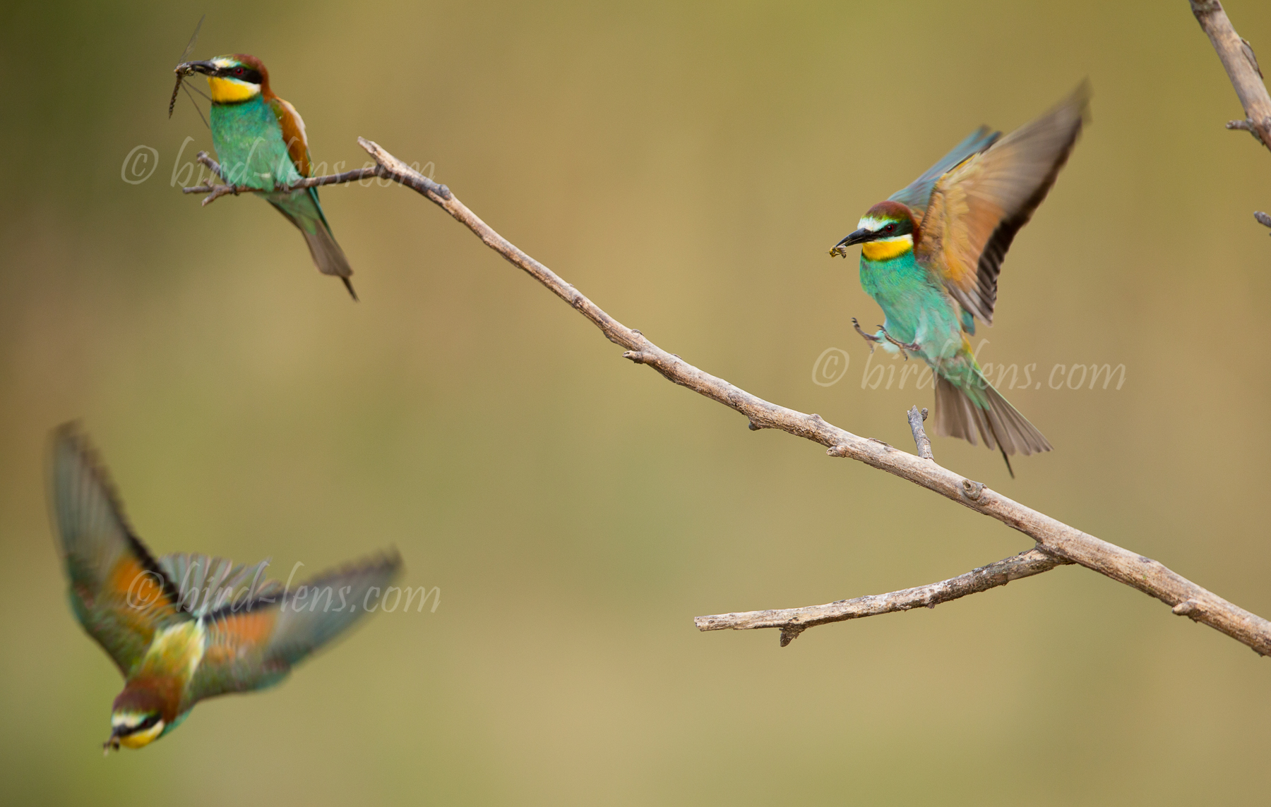 Bienenfresser (europ.)