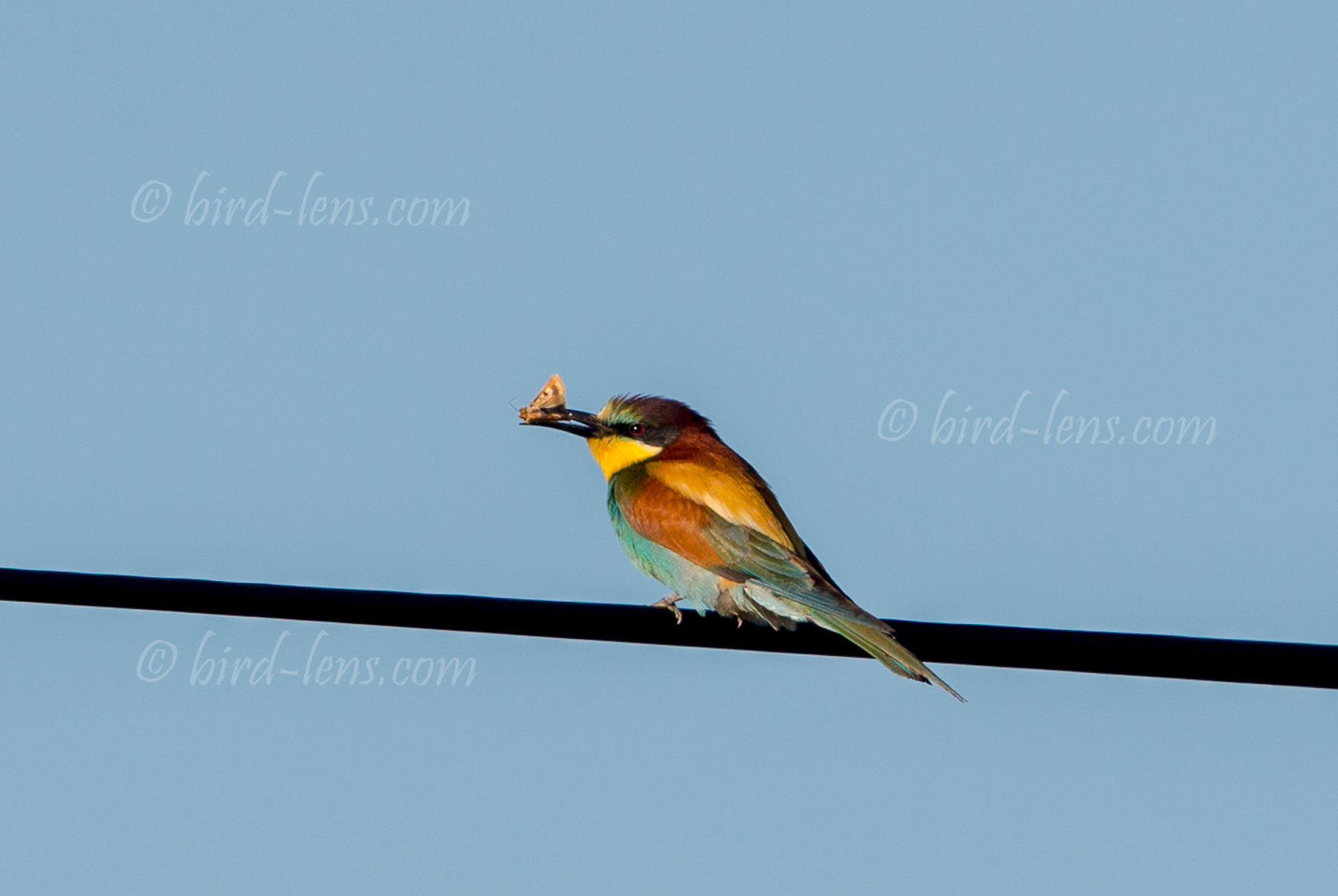 Bienenfresser (europ.)