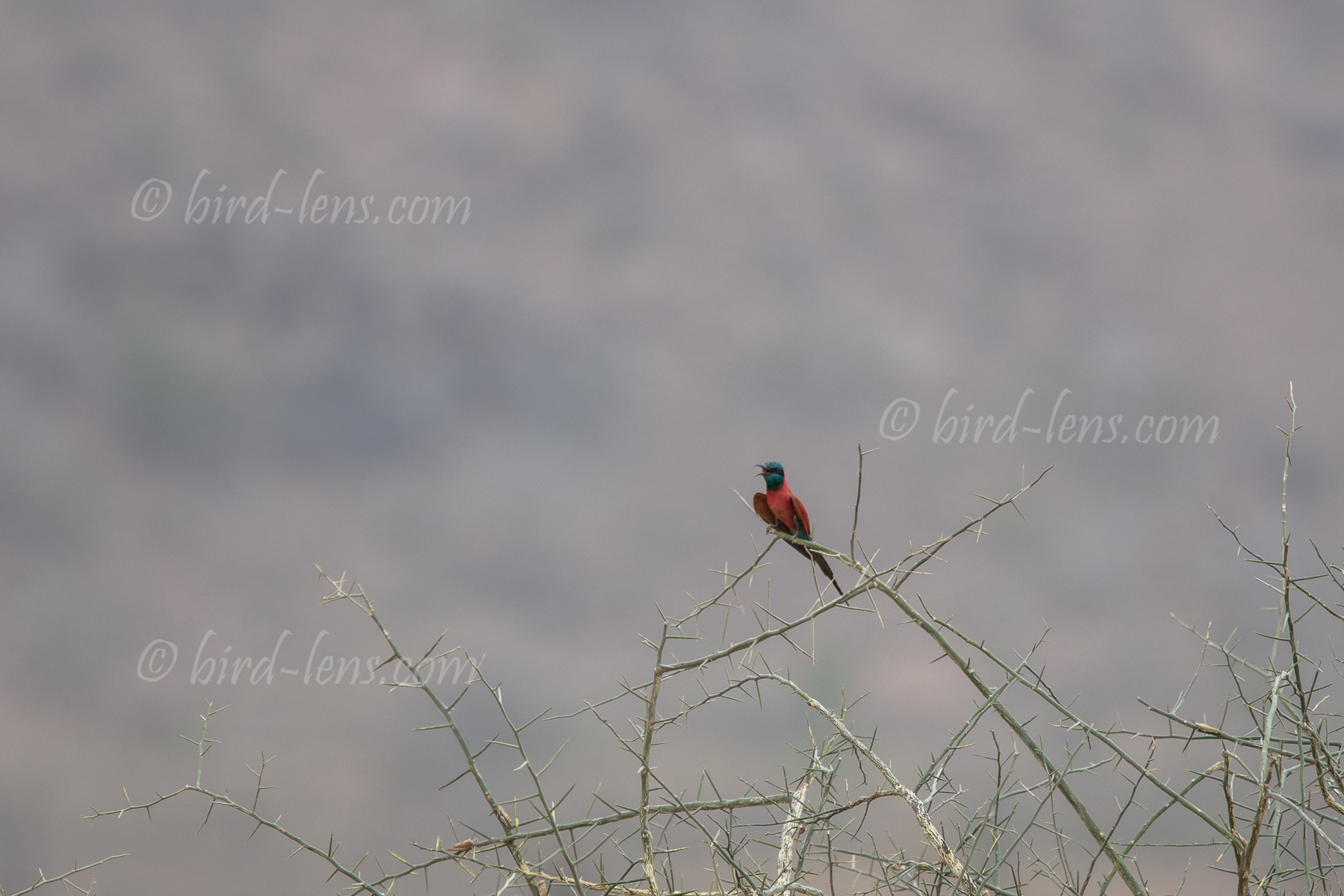 Karminspint, nördl.