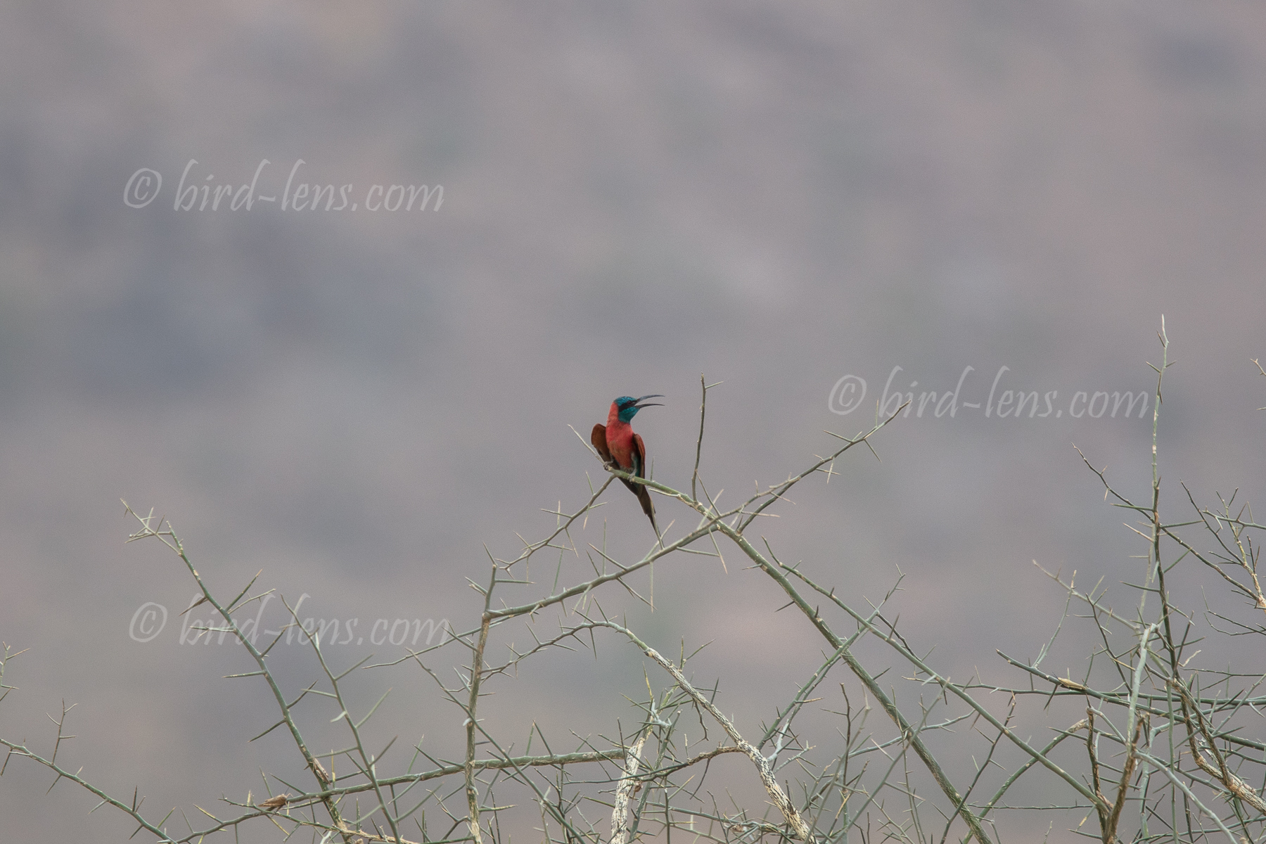 Karminspint, nördl.