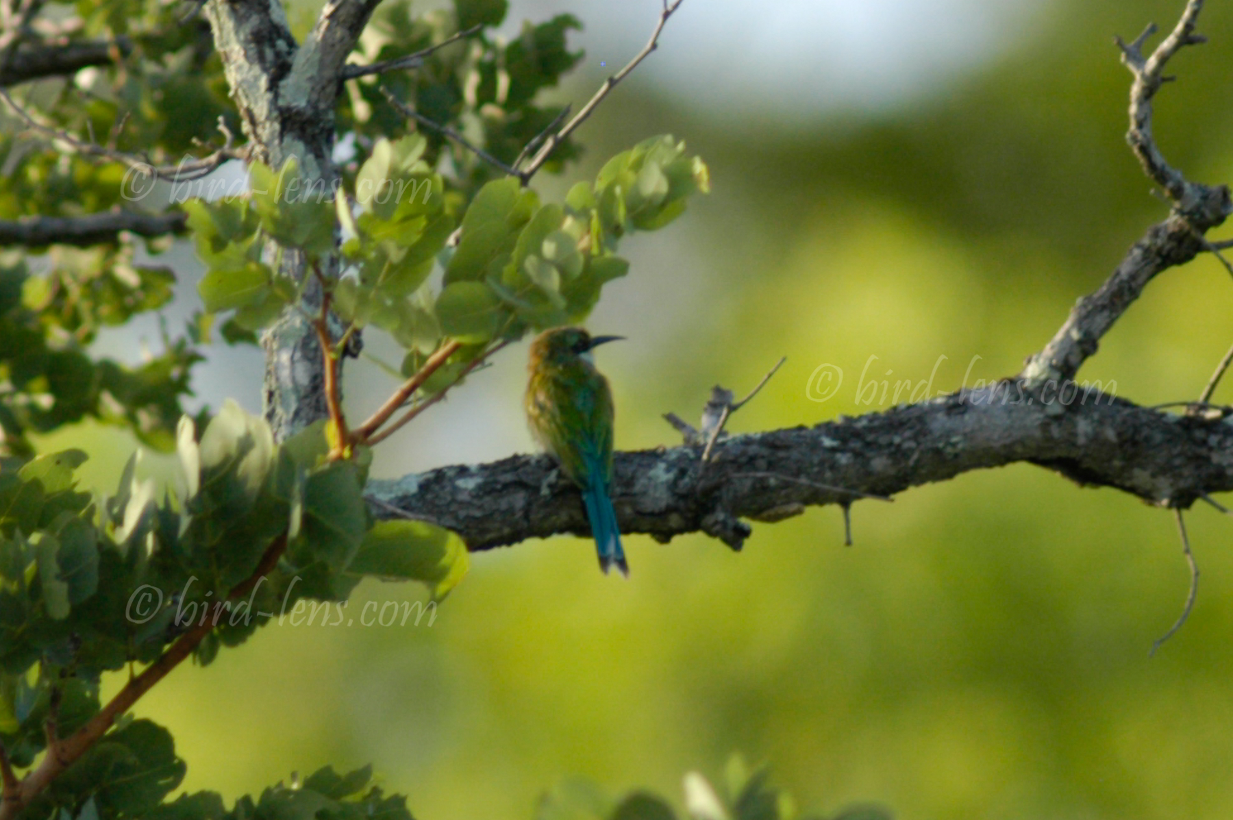 Schwalbenschwanzspint