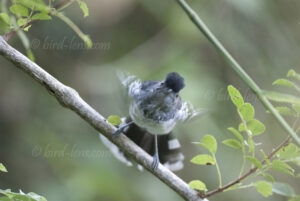 Grauscheitel-Wollrücken