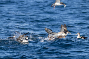 Gelbschnabel-Sturmtaucher oder Sepiasturmtaucher