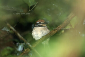 Langzehen-Faulvogel, auch Braunkappen-Faulvogel