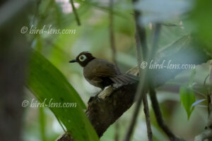 Harlekinameisenvogel