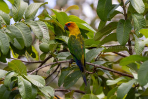 Schwefelbrustsittich