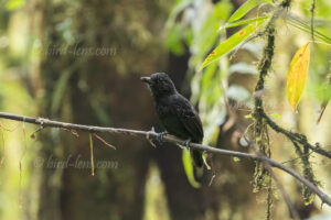 Anthrazitameisenvogel