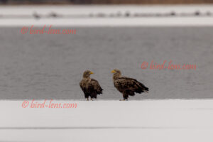 Seeadler
