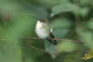 Weißbauch-Kolibri oder Weißbauchamazilie