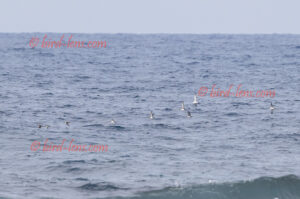 Mittelmeer-Sturmtaucher