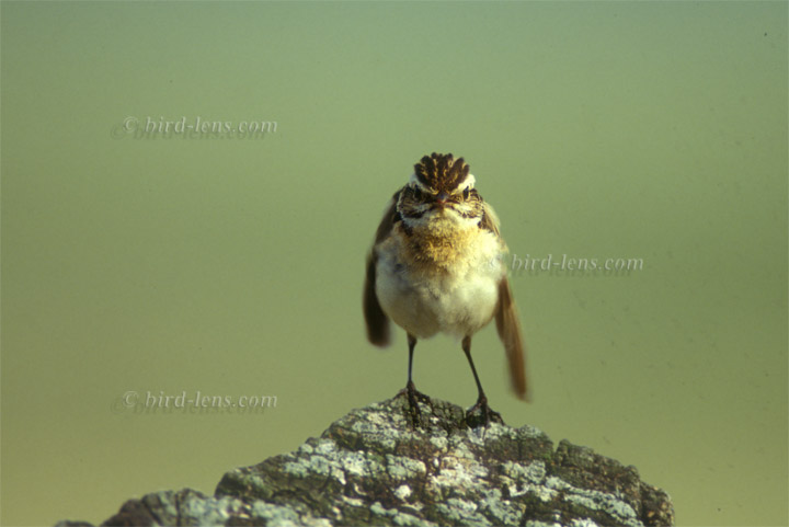 Braunkehlchen Braunkehlchen