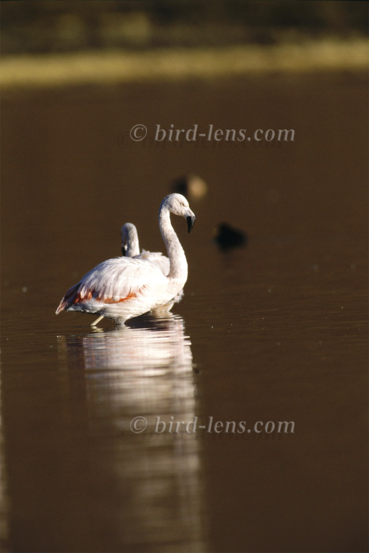 Chile-Flamingo