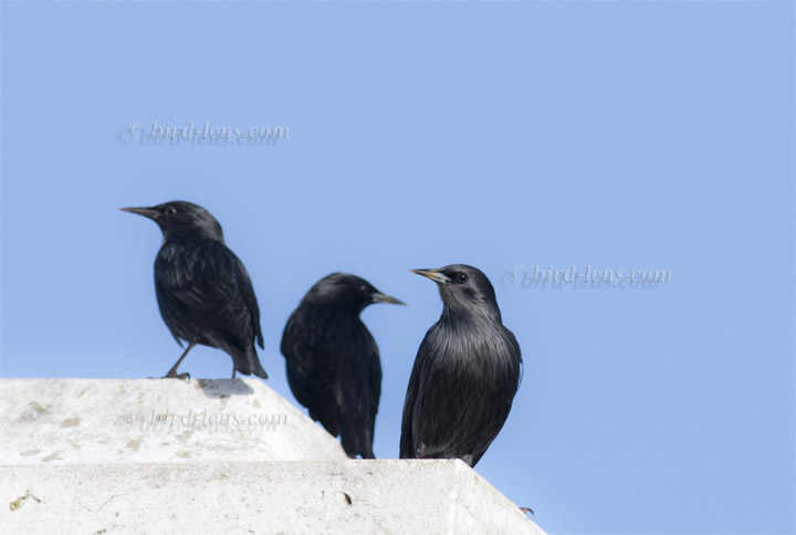 Einfarbstar Einfarbstar