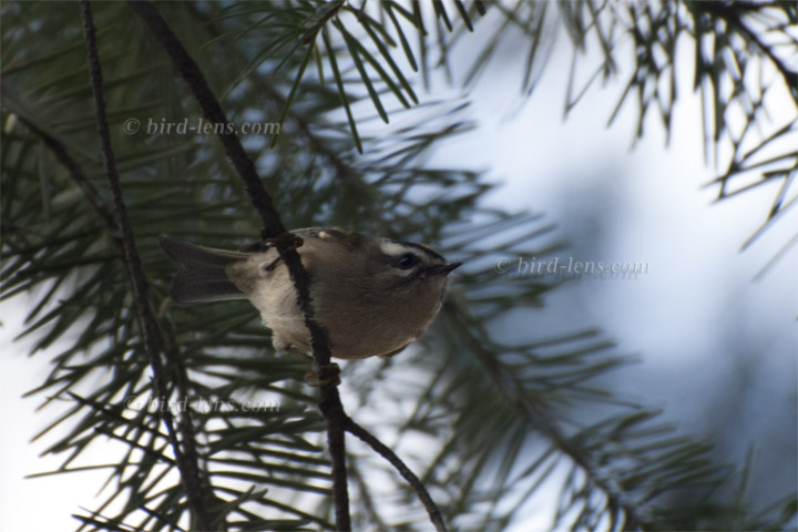 Indianergoldhähnchen