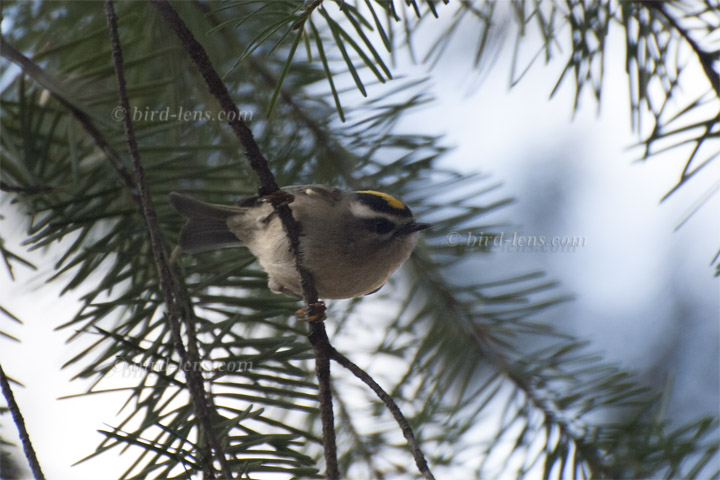 Indianergoldhähnchen