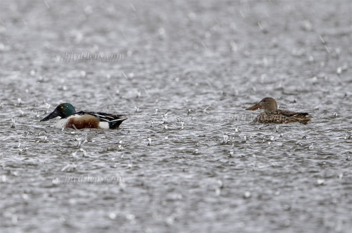 Löffelente Löffelente