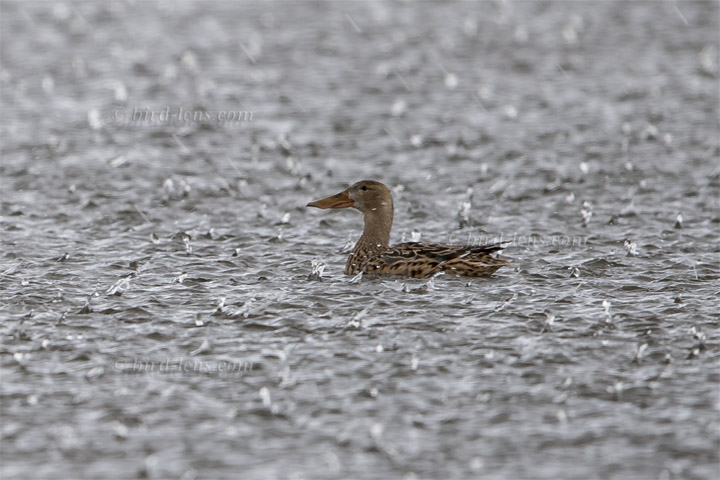 Löffelente Löffelente