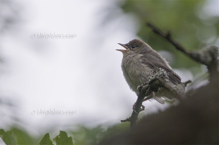 Mönchsgrasmücke Mönchsgrasmücke