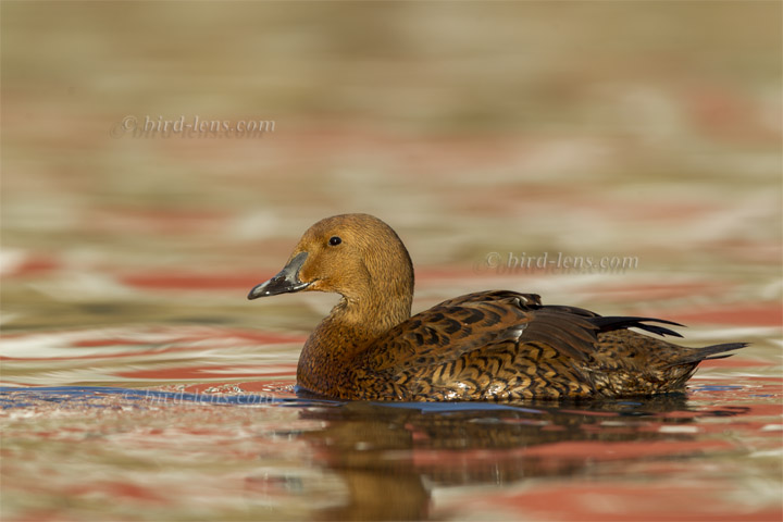 Prachteiderente Prachteiderente