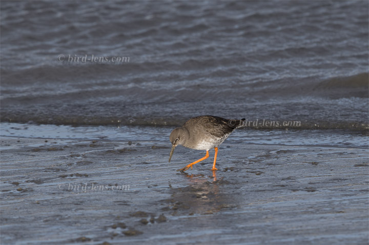 Rotschenkel Rotschenkel