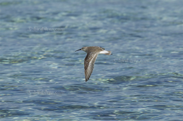 Sichelstrandläufer Sichelstrandläufer
