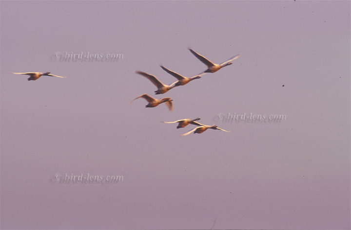 Singschwan Singschwan