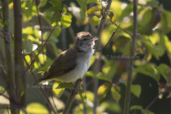 Marsh Warbler