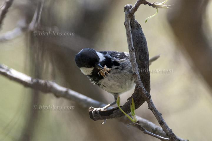 Tannenmeise Tannenmeise