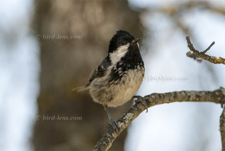 Tannenmeise Tannenmeise