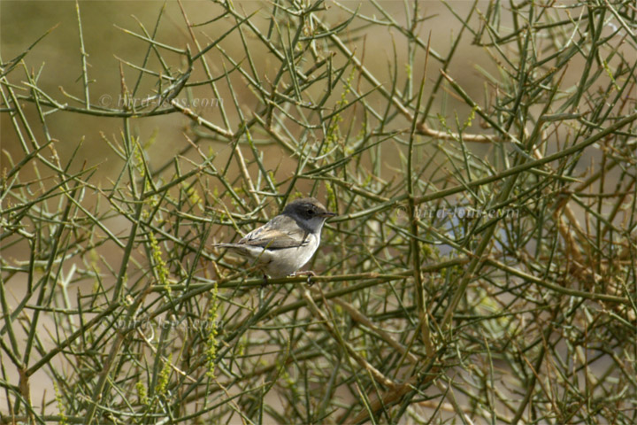 Östl. Weißbartgrasmücke Östl. Weißbartgrasmücke