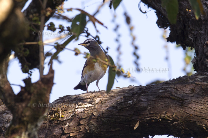 Weißbrauendrossel Weißbrauendrossel